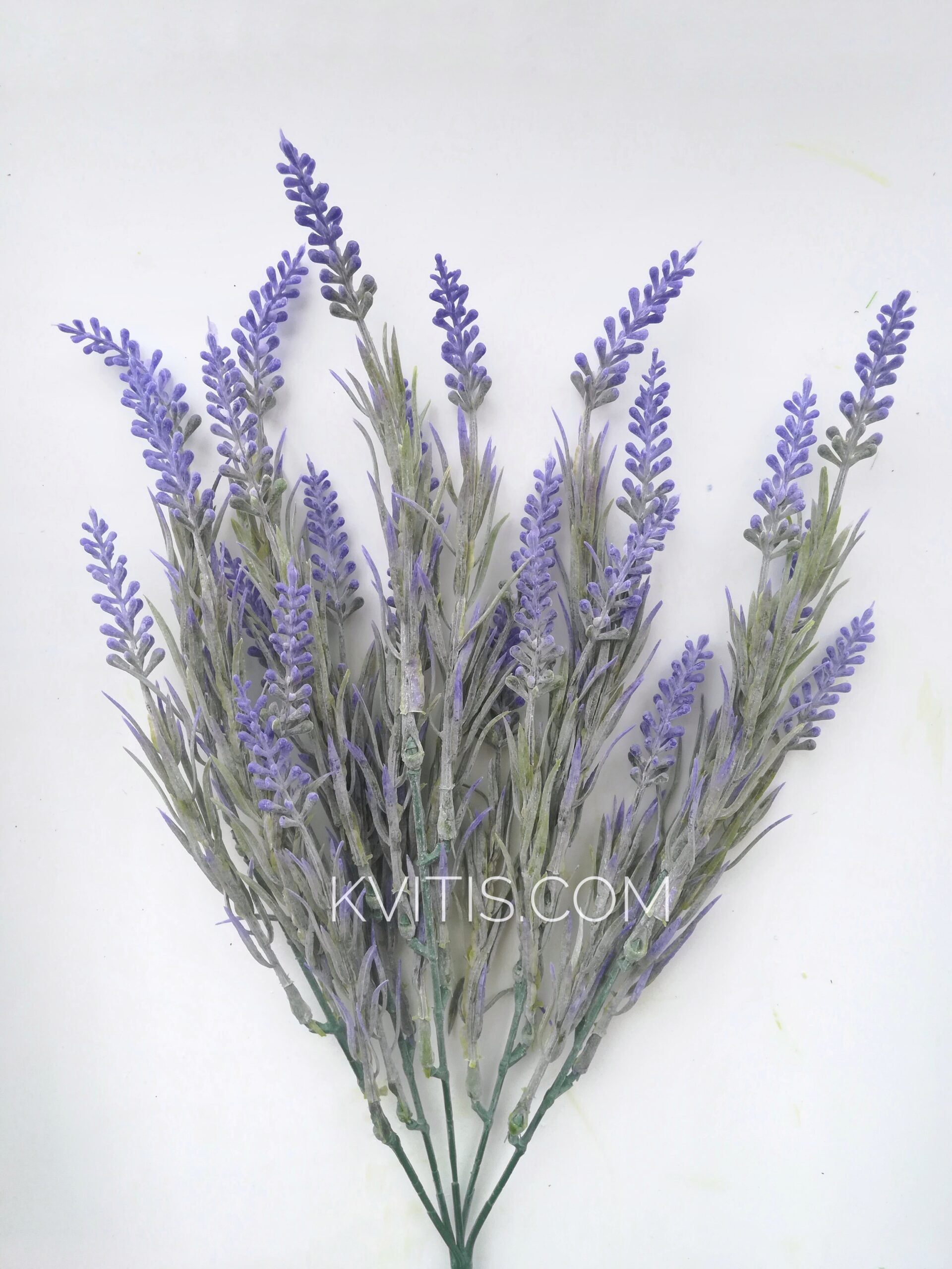 Лаванда Phenomenal – Kvitis.com