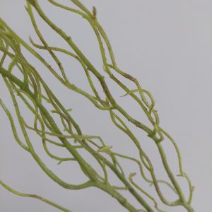 Гілка декоративна зелена